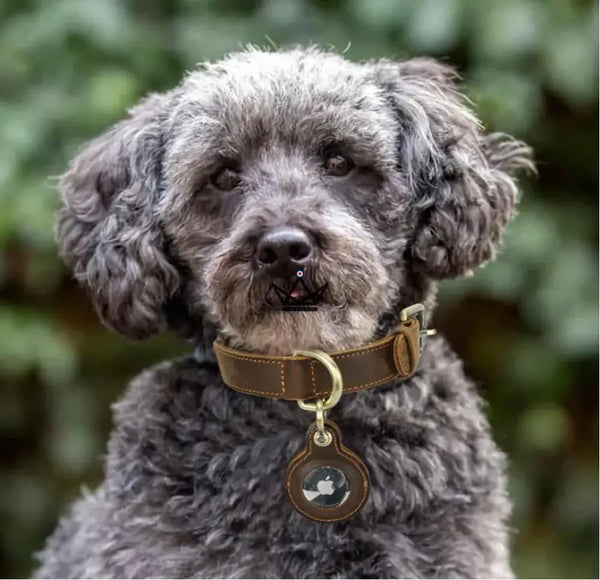 Collier en cuir personnalisable pour chien, Emplacement AirTag – Voyageur Argos